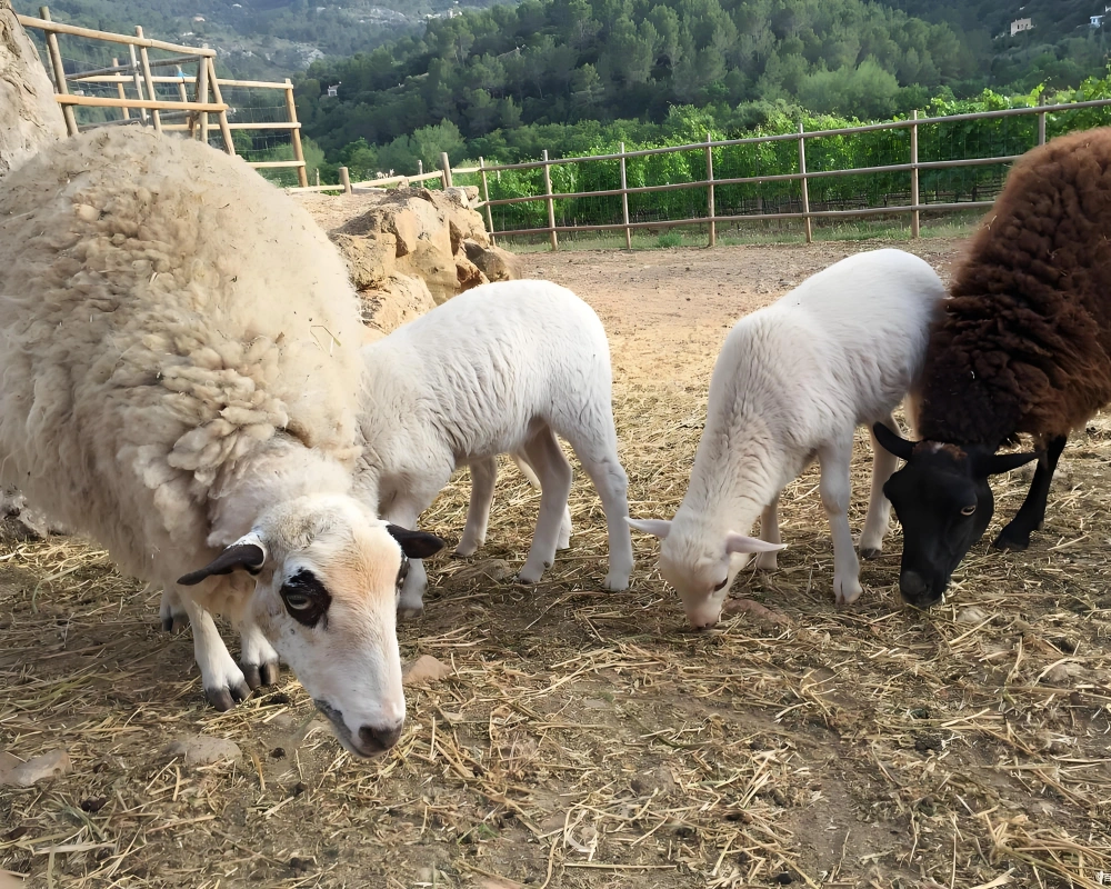 Fumier de mouton engrais, compost de fumier de mouton