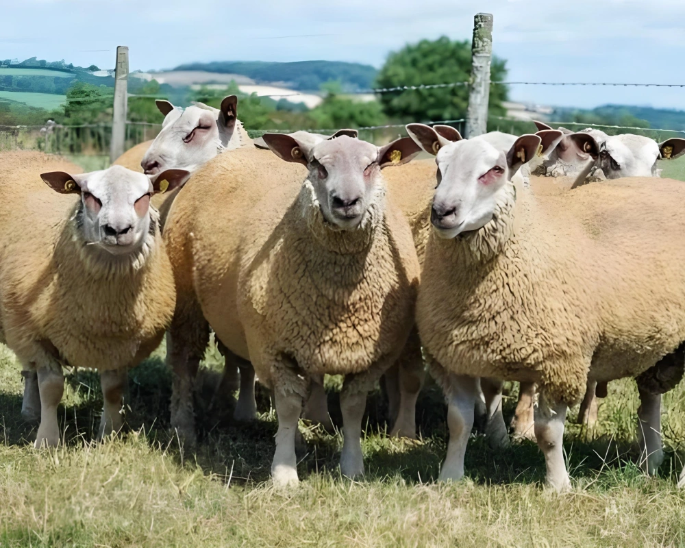 Fumier de mouton engrais
