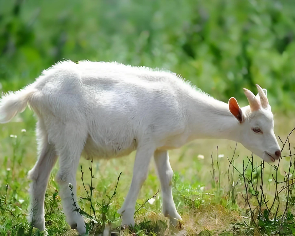Fumier de mouton engrais