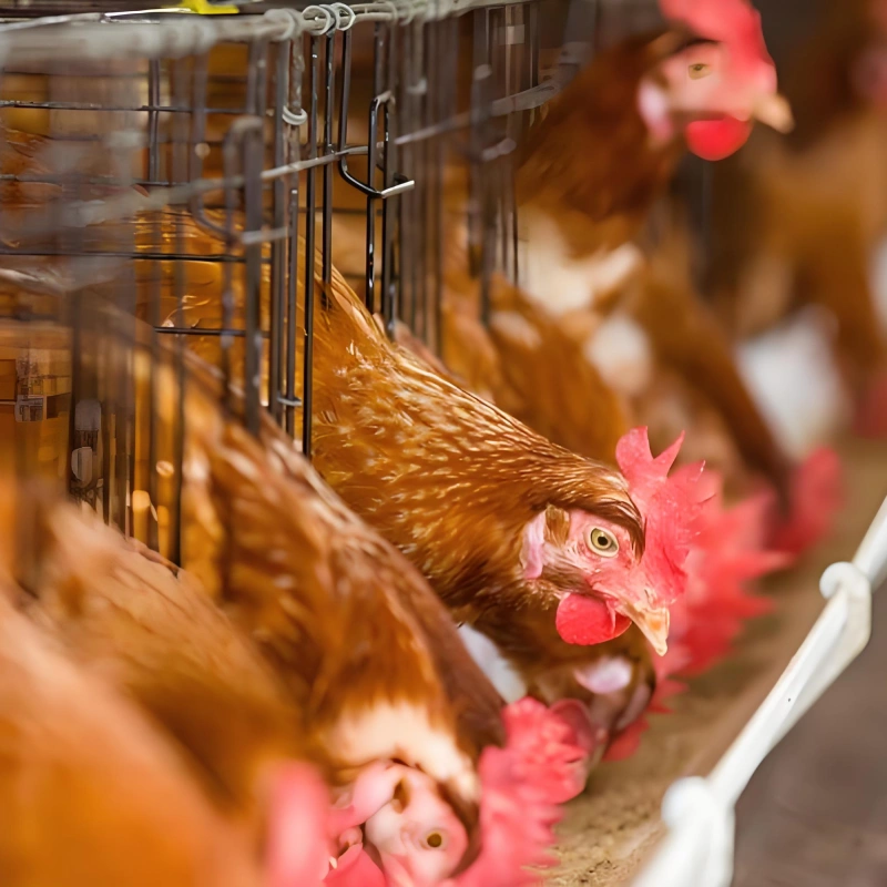 Granulateur de fumier de poulet, Granulateur de fumier de poulet 