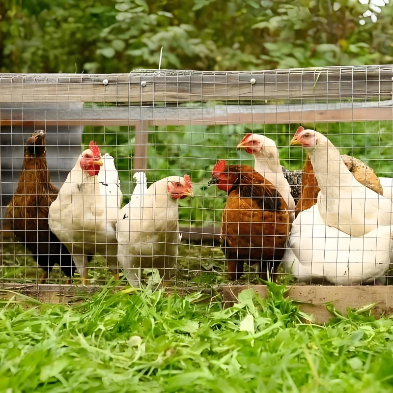 Ligne de traitement du fumier de poulet