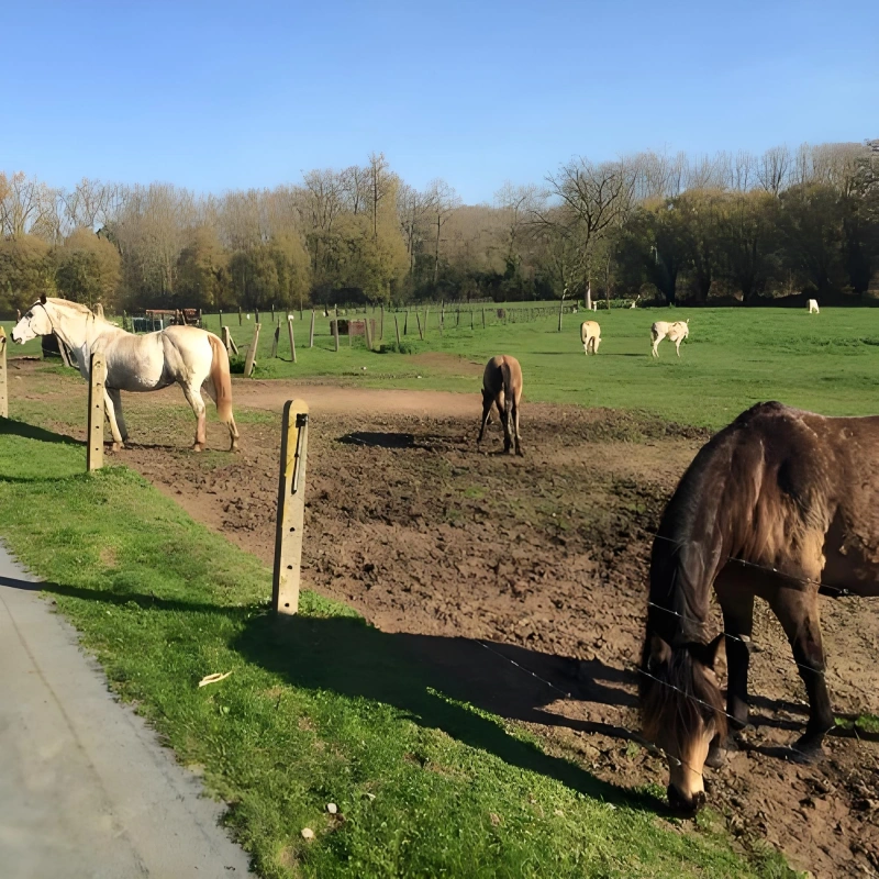 engrais organique de fumier de cheval, Granulateur de fumier de cheval 